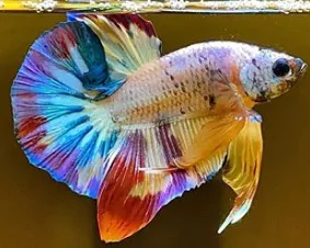 55 Jenis Ikan Cupang Hias, Aduan & Liar