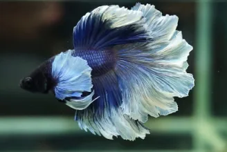 Ikan cupang halfmoon Rosetail Dumbo big ear