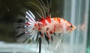 Ikan Cupang Crowntail