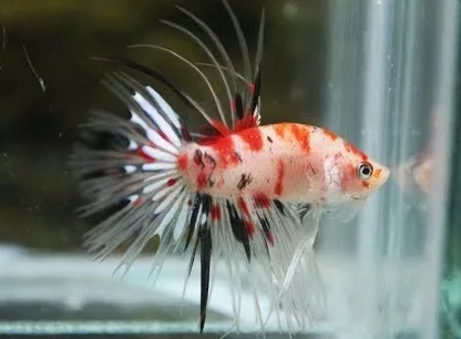 Ikan Cupang Crowntail