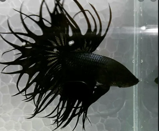 Bettafish crosstail