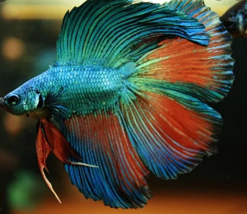 ikan cupang jadul halfmoon / ikan cupang Slayer