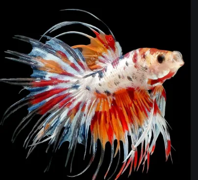 ikan cupang hias serit nem