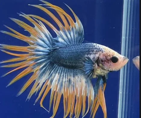 Ikan Hias Cupang serit